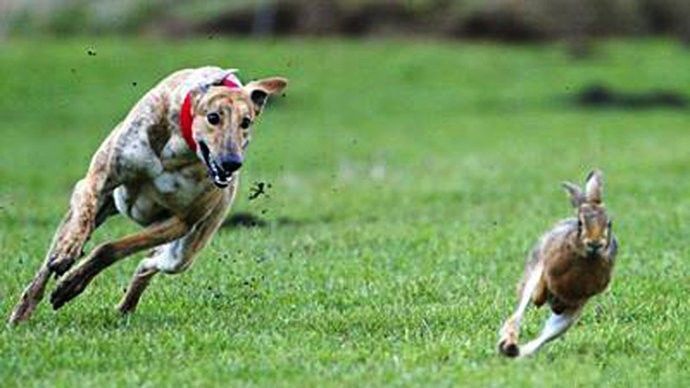 梦境的寓言,解读梦见我家的狗捉兔子的深层预兆 梦境的寓言,解读梦见我家的狗捉兔子的深层预兆