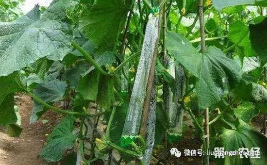 黄瓜包袋怎么用