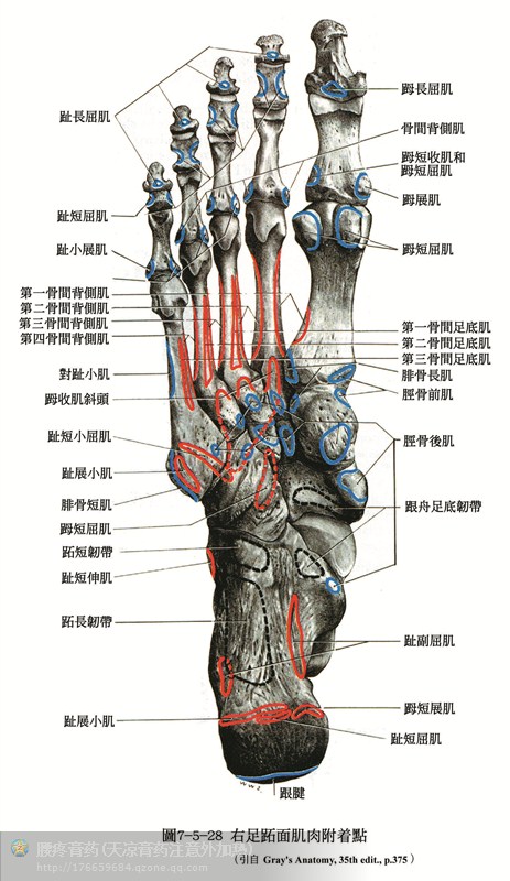 人体解剖骨骼肌肉很全面的套图