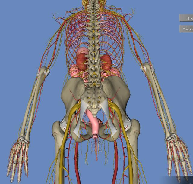 人体3d解剖构造图