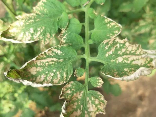 覆盖地膜灼伤蔬菜危害症状及原因分析