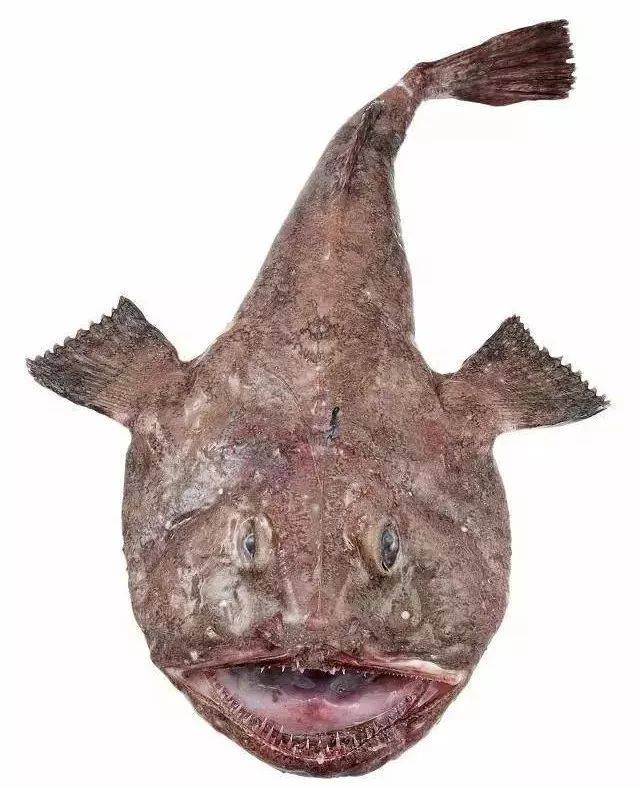 安康鱼长着巨大的脑袋和嘴巴,还有满嘴像锯齿一般的牙齿,能一口吞下