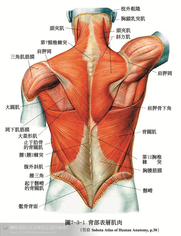 人体解剖骨骼肌肉很全面的套图