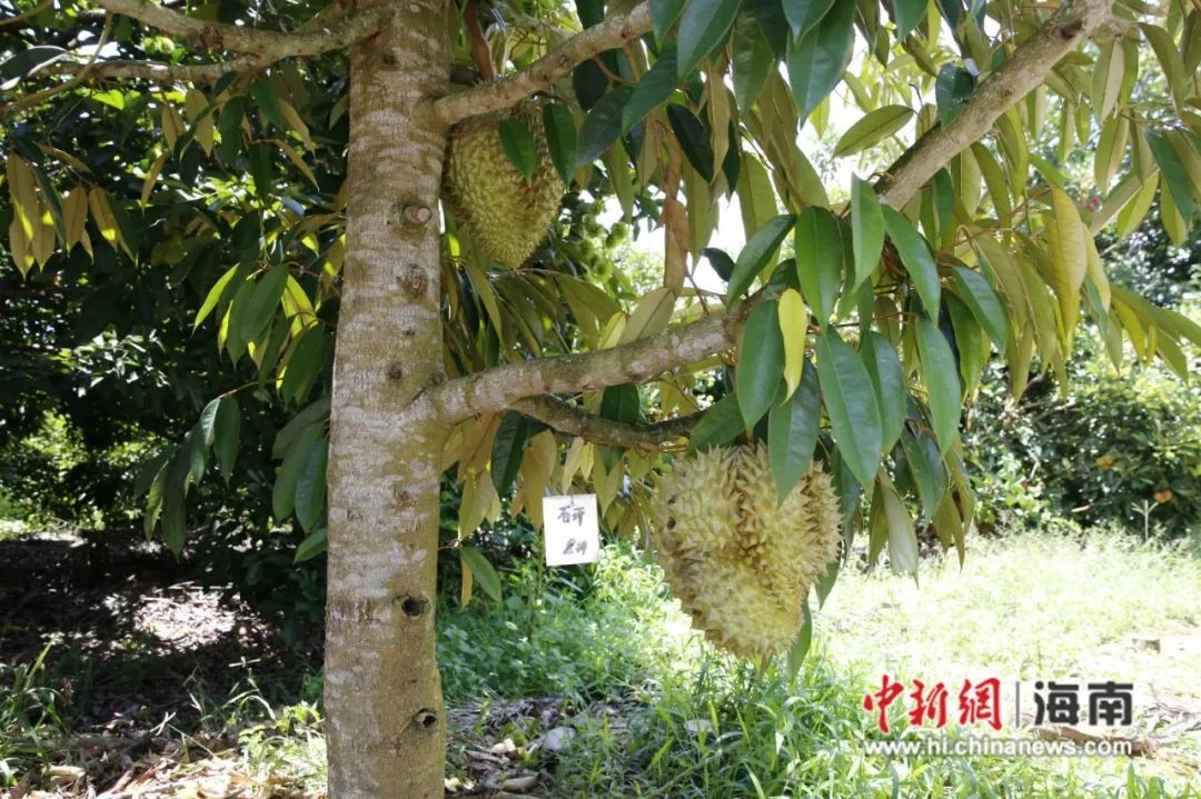 2012年基地首次引进种植榴莲,现在品种主要有金枕,猫山王等