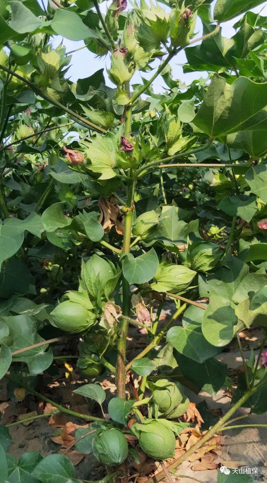 8月份棉花花铃期管理技术要点