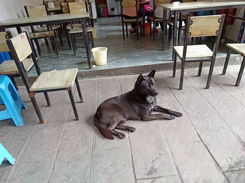 一天吃一斤生猪肉的狗狗