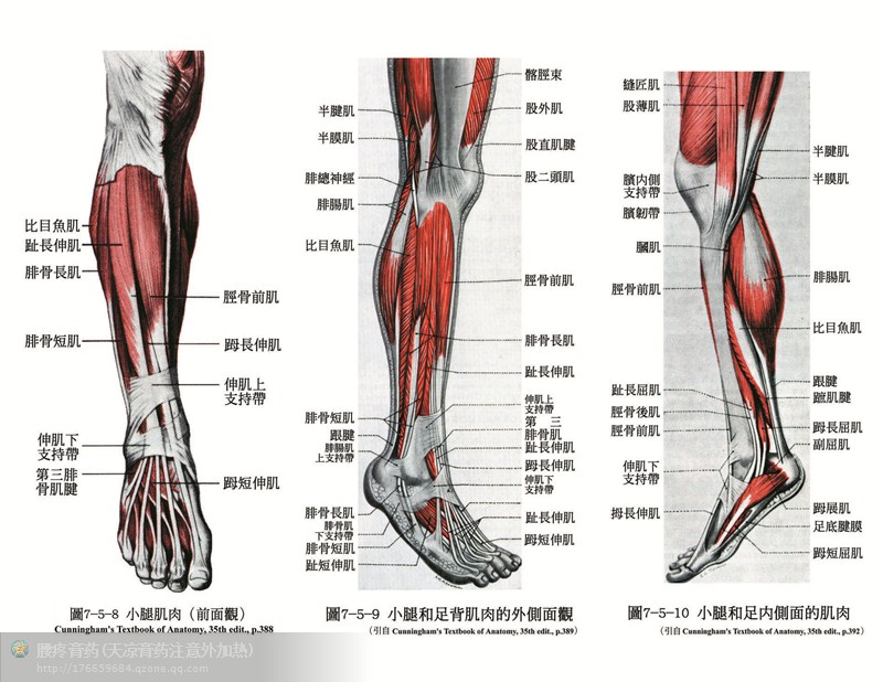 人体解剖骨骼肌肉很全面的套图