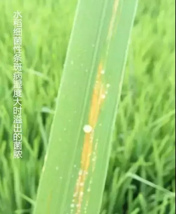 水稻细菌性条斑病和水稻白叶枯病