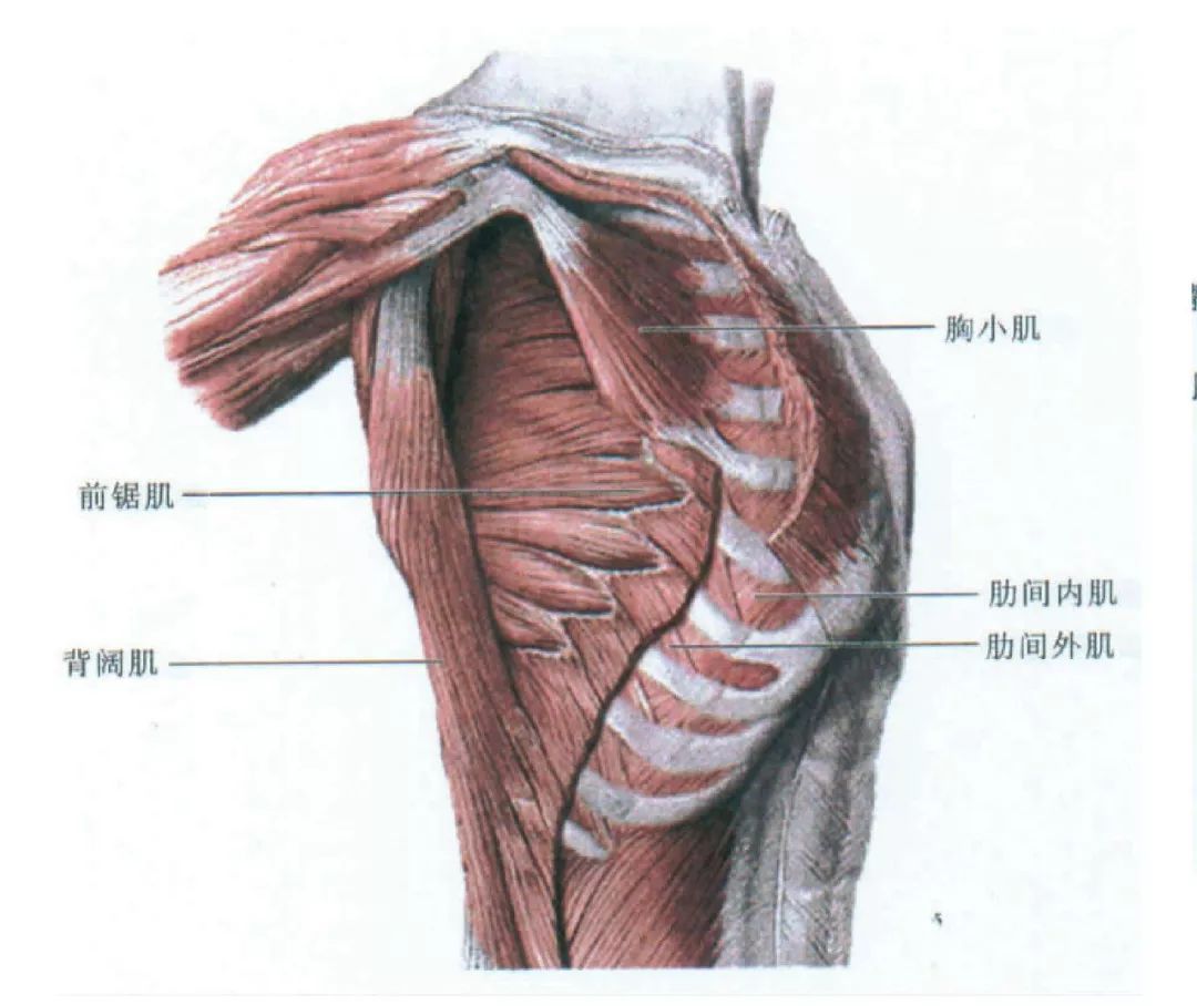 菱形肌分为两块,大菱形肌和小菱形肌,大小菱形肌的止点都在肩胛骨内侧