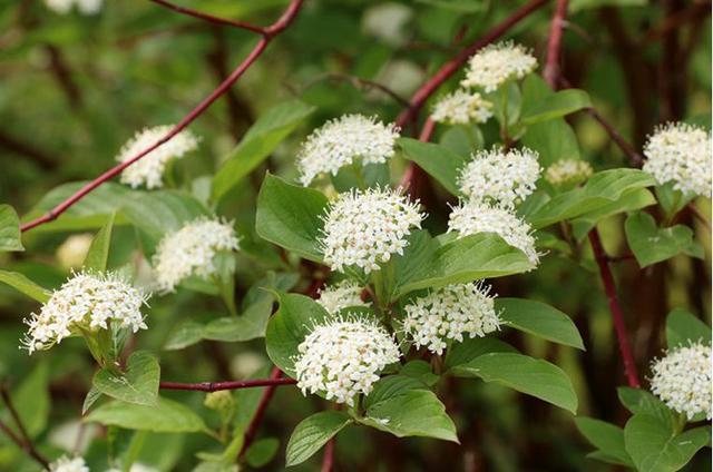 红瑞木(cornus alba)是山茱萸科梾木属落叶灌木.