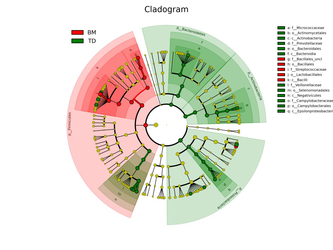 microbiomeViz:绘制lefse结果中Cladogram