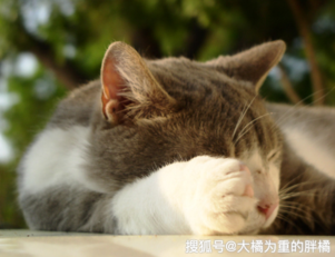 原创猫会"装睡"的5个情形,心眼真是多,你永远叫不醒一只装睡的猫