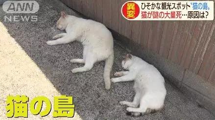 原创日本猫岛遭人投毒70只萌猫丧生近全灭