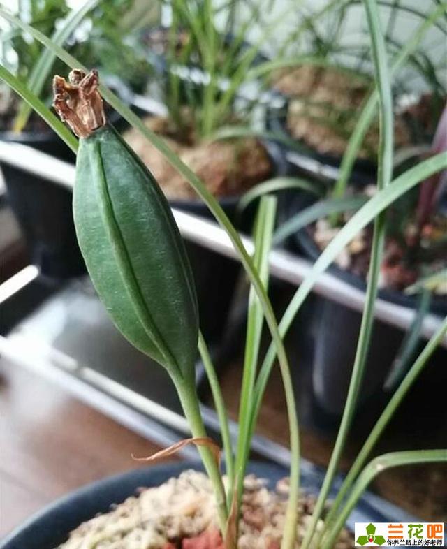 原创兰花植物学形态特征介绍