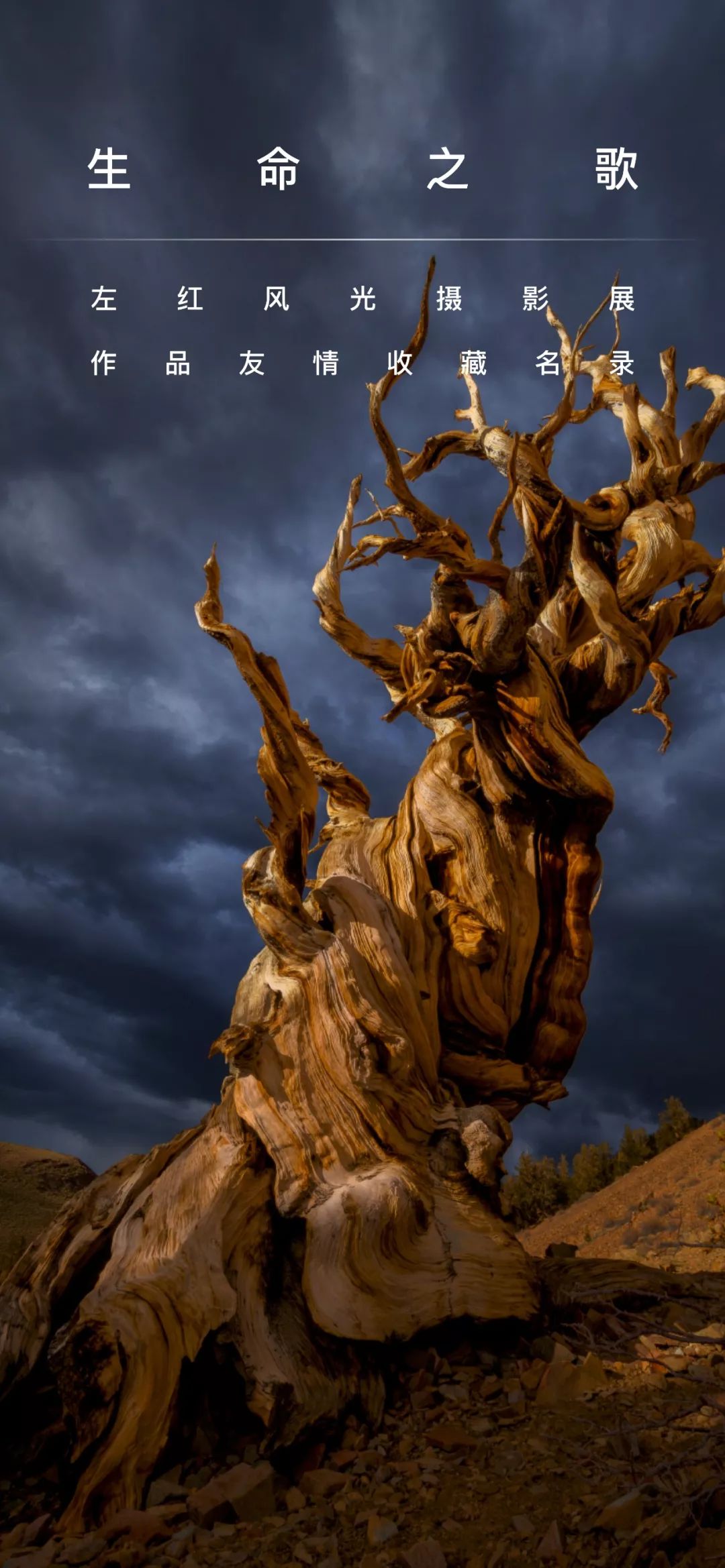 《极致之美 》| 《生命之歌 》友情收藏名录