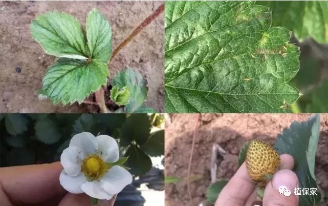 田间管理:使用防虫网,周边不种植豆科植物 蓟马种类很多,危害草莓的