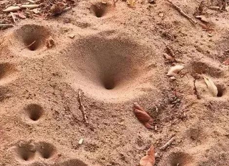 地牯牛儿