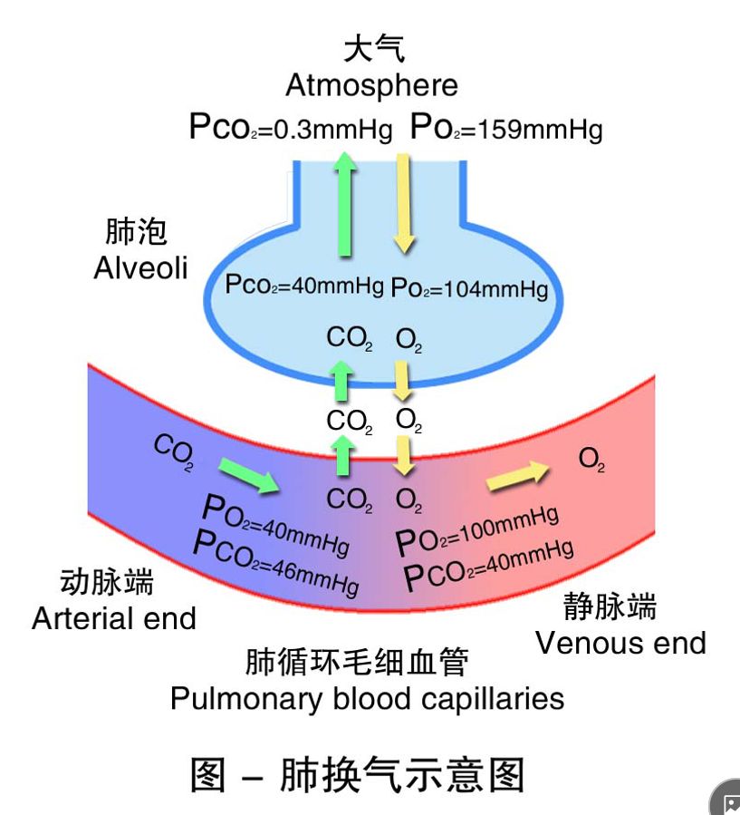 pulmonary ventilation)和肺换气gas exchange in lungs)两个过程