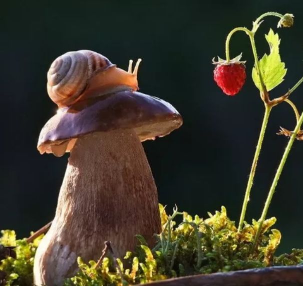 蘑菇要几天才生出来 298bddfb42a44cea8020e751a6427d85.jpeg