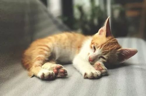 猫咪受伤了怎么办?如何正确处理伤口。 网赌fg电子