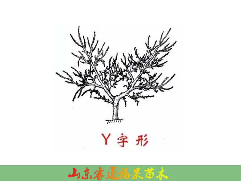 一边倒:亩栽/667平方米→植树→222→株行距→1.2*2.5