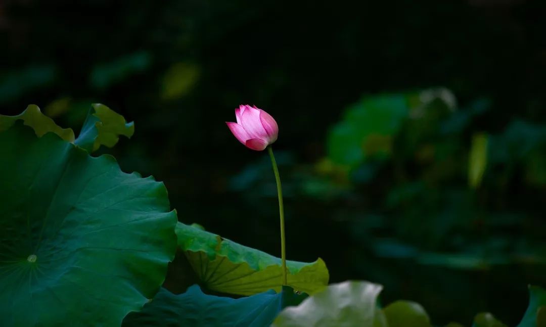 禅乐| 听芳韵禅意,静心涤尘