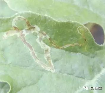 西瓜怎么种植全过程视频 3d36f8c63dfc436ca2a701bd218184bc.jpeg