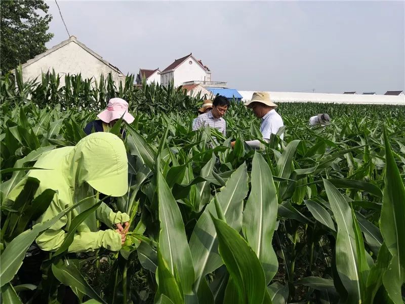 新时代文明实践如东县农业农村局种植业条线战高温开展系列志愿服务