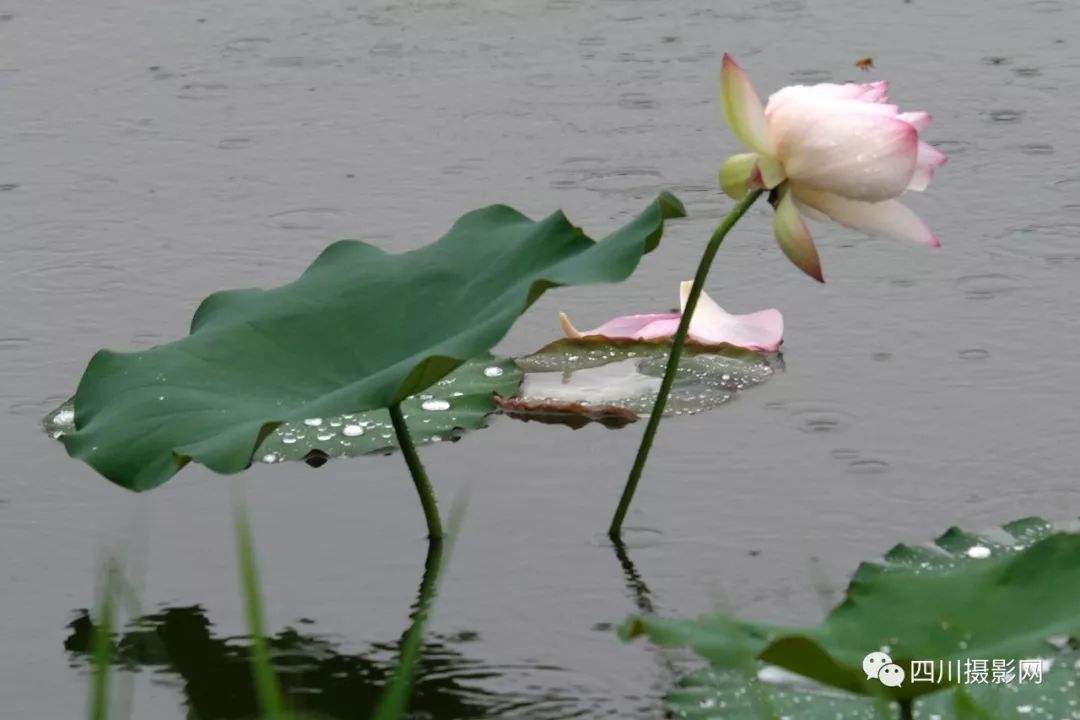 [荷花摄影大赛作品分享] 与世无争|2019荷花-雨中荷(1