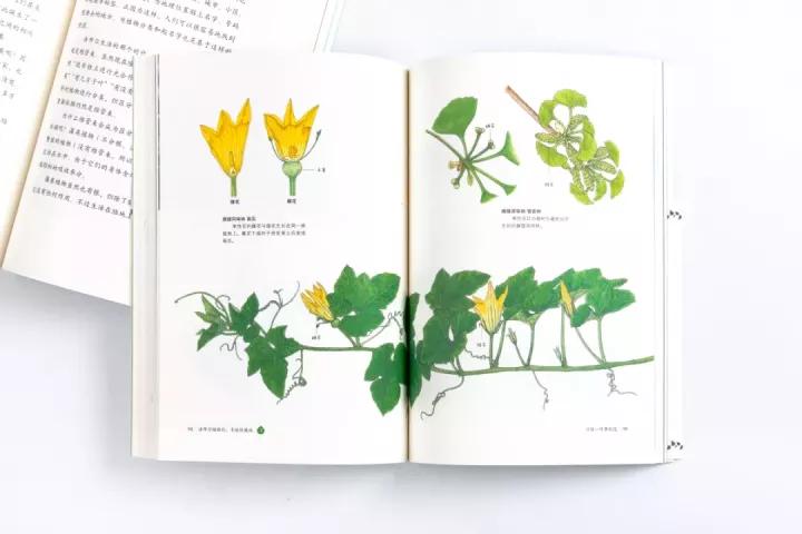 《法布尔植物记:手绘珍藏版》| 植物爱好者不可错过的