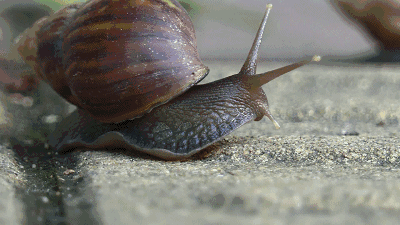 蜗牛吃什么的照片 50f0d773a542486ba13f6a225005dc25.gif