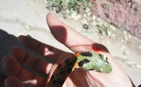 生活 丨爱喝蛇酒的桂林人小心了!有人泡了三个