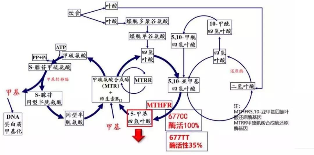 叶酸基因障碍危害及解决方案下