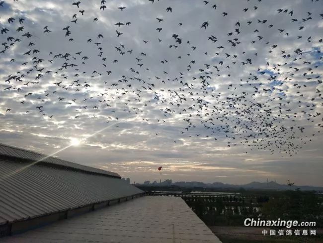 超美鸽群翱翔长空竞羽霞光暮云