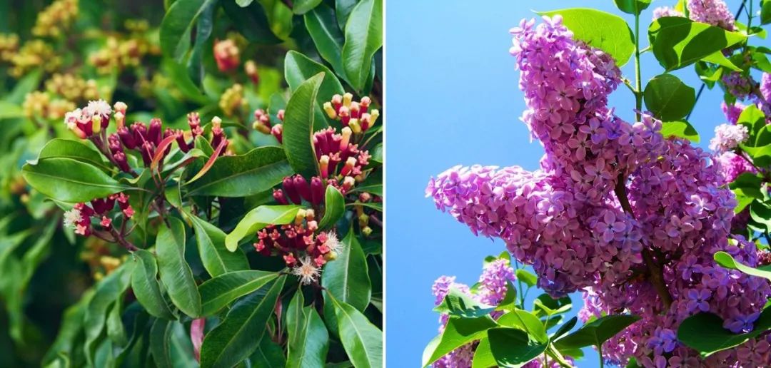 是桃金娘科的香料植物,香料丁香学名丁子香,香料丁香并不是丁香花