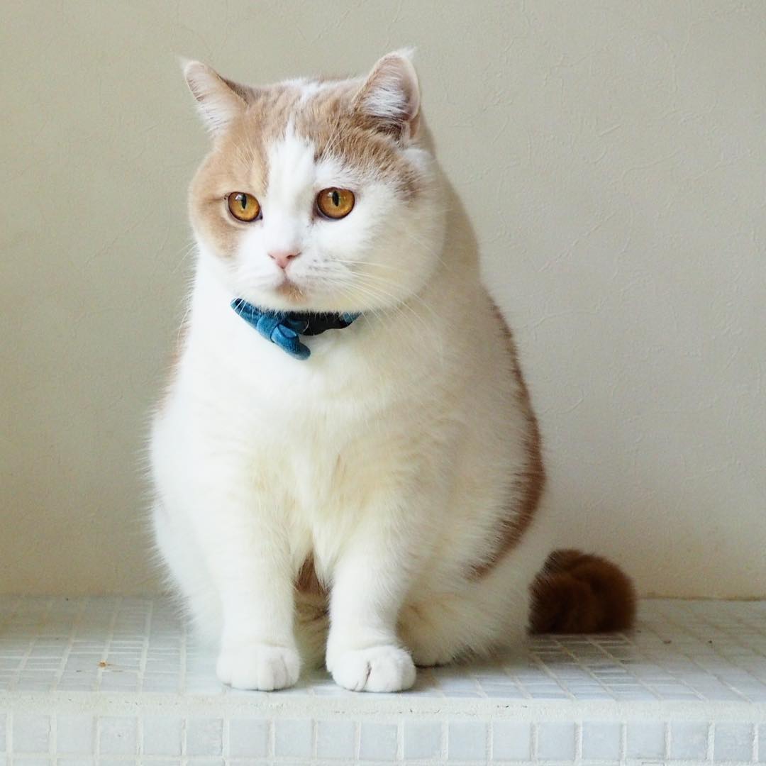 猫咪不吃猫粮,饿它几天就能解决问题?脂肪肝了