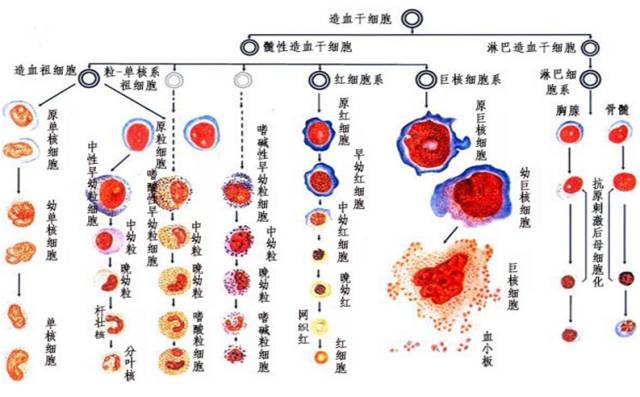 血细胞发生过程示意图(来源于第六版《组织学与胚胎学)造血干细胞