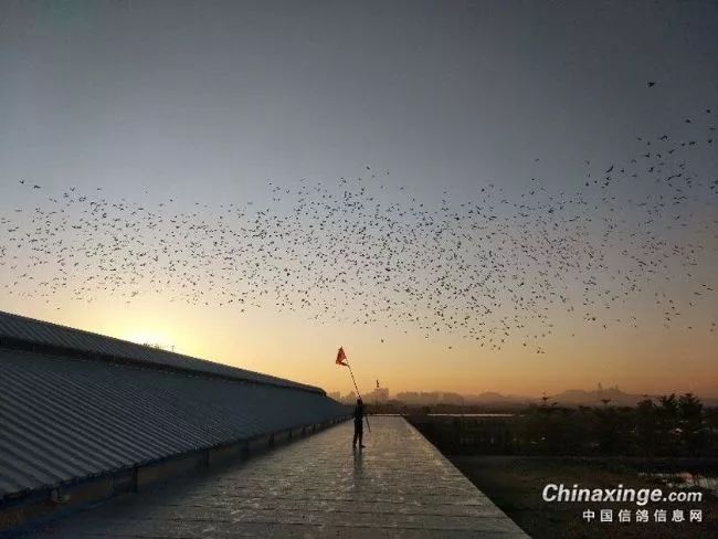 超美鸽群翱翔长空竞羽霞光暮云