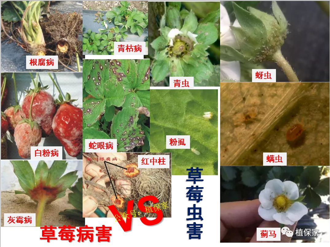 草莓最全病虫害高清图谱,发生时期及最新防治药剂推荐