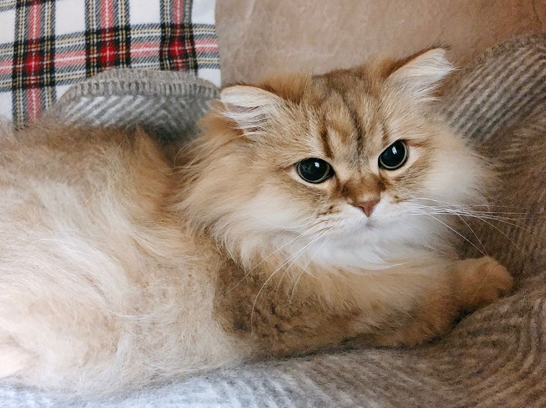 猫咪不吃猫粮,饿它几天就能解决问题?脂肪肝了