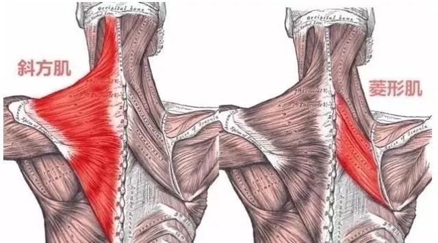 斜方肌中下束 菱形肌就会变的短而无力 这是就会导致它的两个肩胛骨