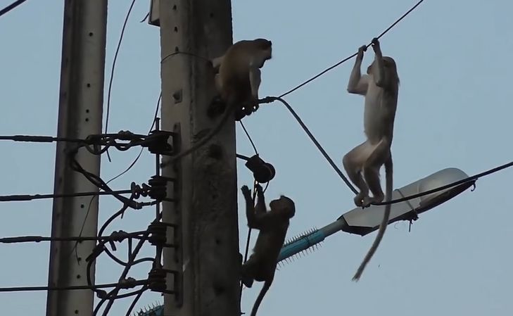 原创国外猴子爬到高压电线杆上瞬间电成火猴镜头拍下整个过程