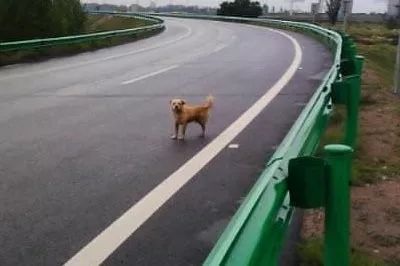 高速公路上行驶时遇到小动物