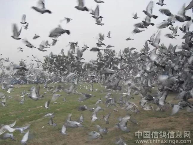 超美鸽群翱翔长空竞羽霞光暮云