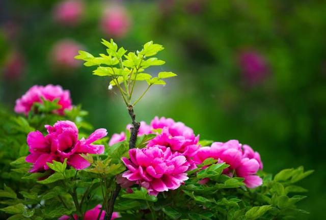 花的排名榜_欧美男明星颜值排名榜