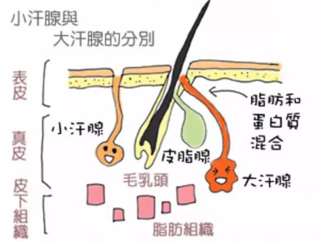 汗从头上出是什么原理_汗癣是什么样子的图片(2)