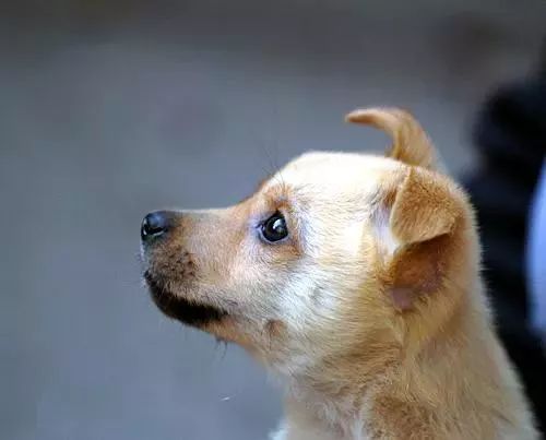 上错图了,不好意思通常叫它土狗小编老家▼猜猜下面这只是什么