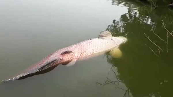 马来西亚一淡水湖中现南美巨滑舌鱼原因不明 沙巴