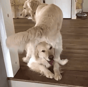 cc28cf3653bf4ee9bc67e44cf836598c.gif