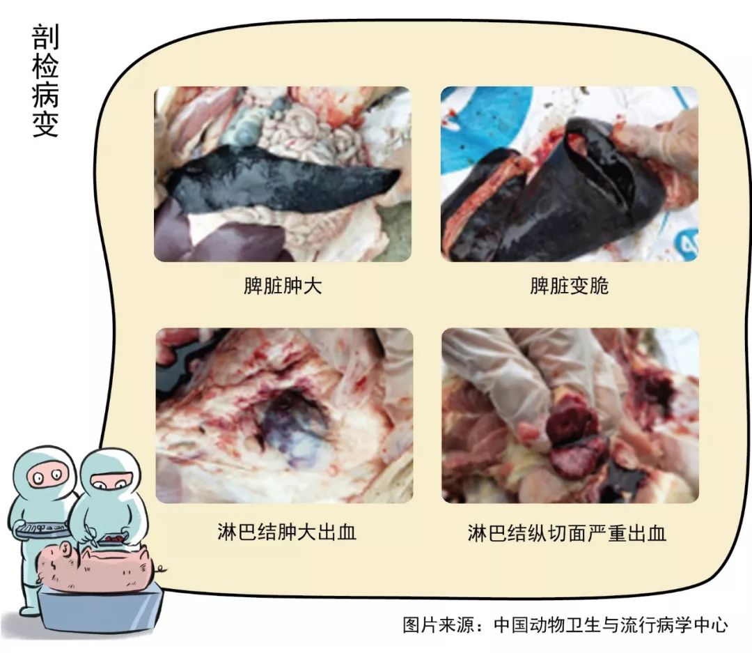 非洲猪瘟怎么排查几张图就讲明白了